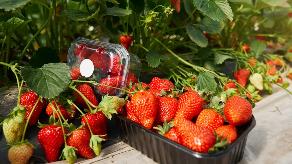 Фото: freepik.com