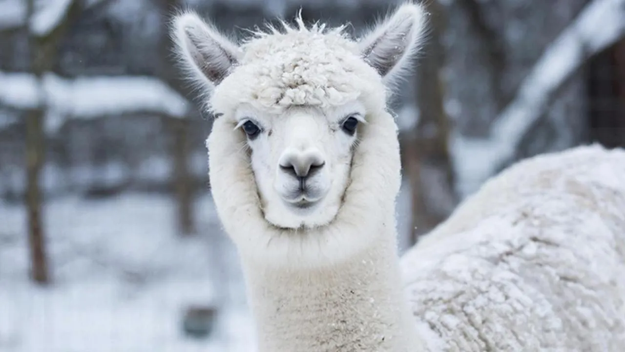 REGIONS/Сгенерировано нейросетью