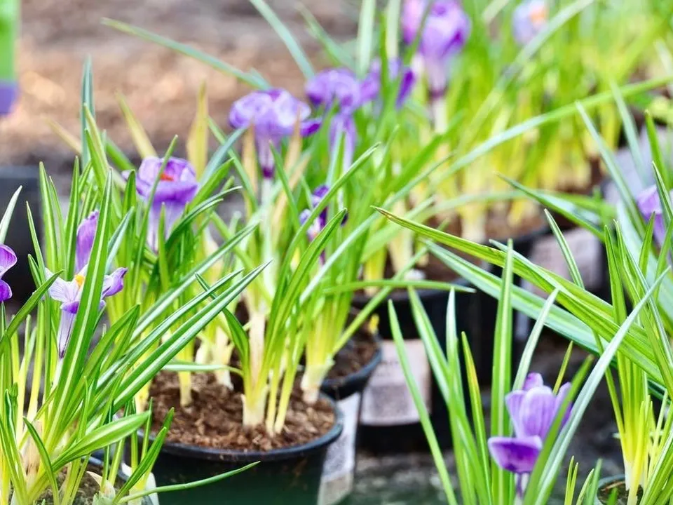 Источник: https://t.me/semenovdo