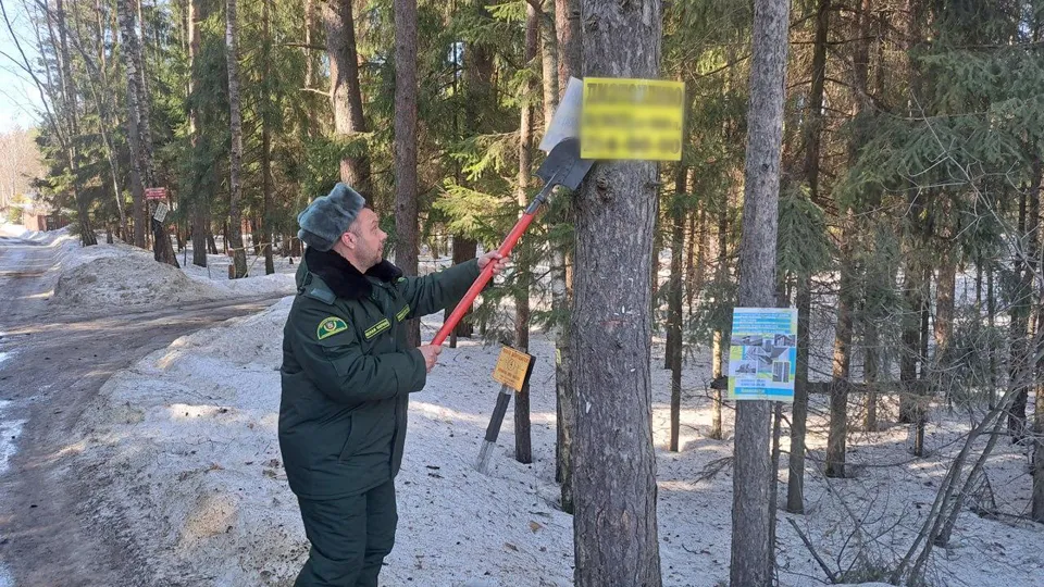 Фото: Комитет лесного хозяйства Московской области