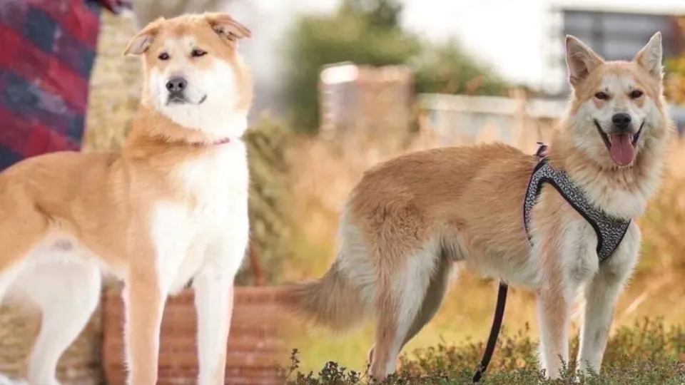 Фото: от заводчика животных