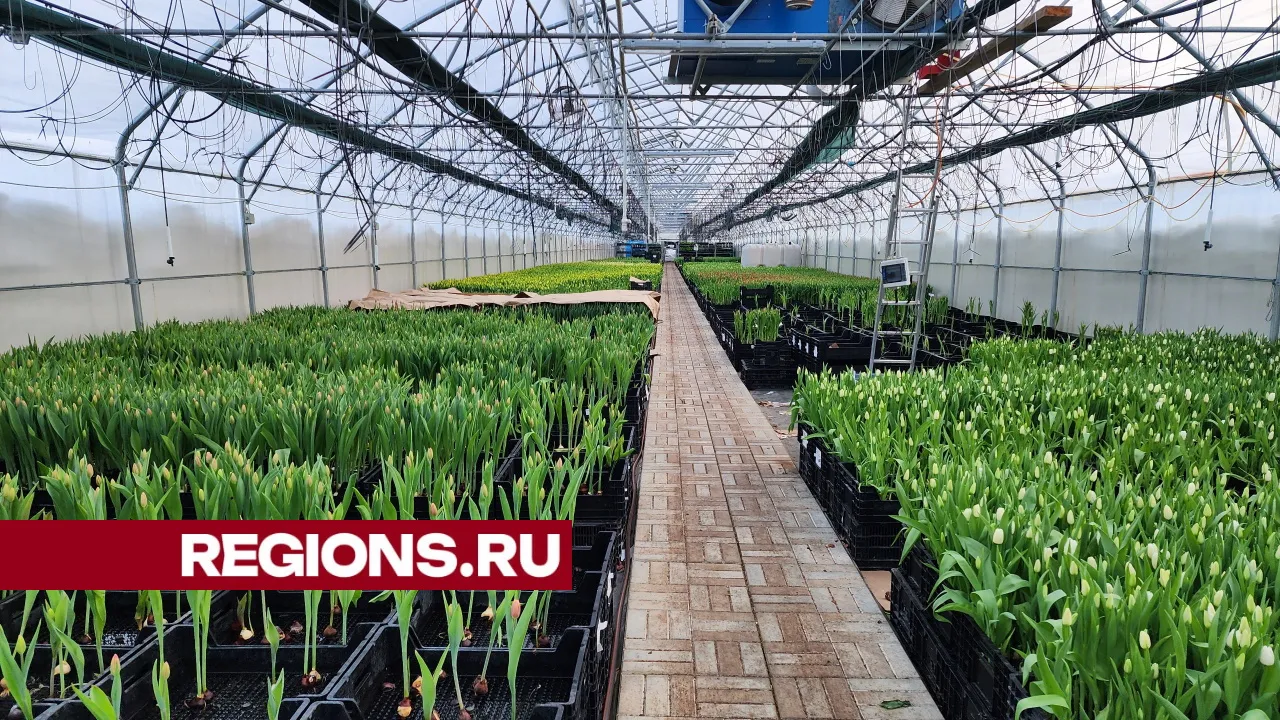 фото, видео: Елена Лабзина