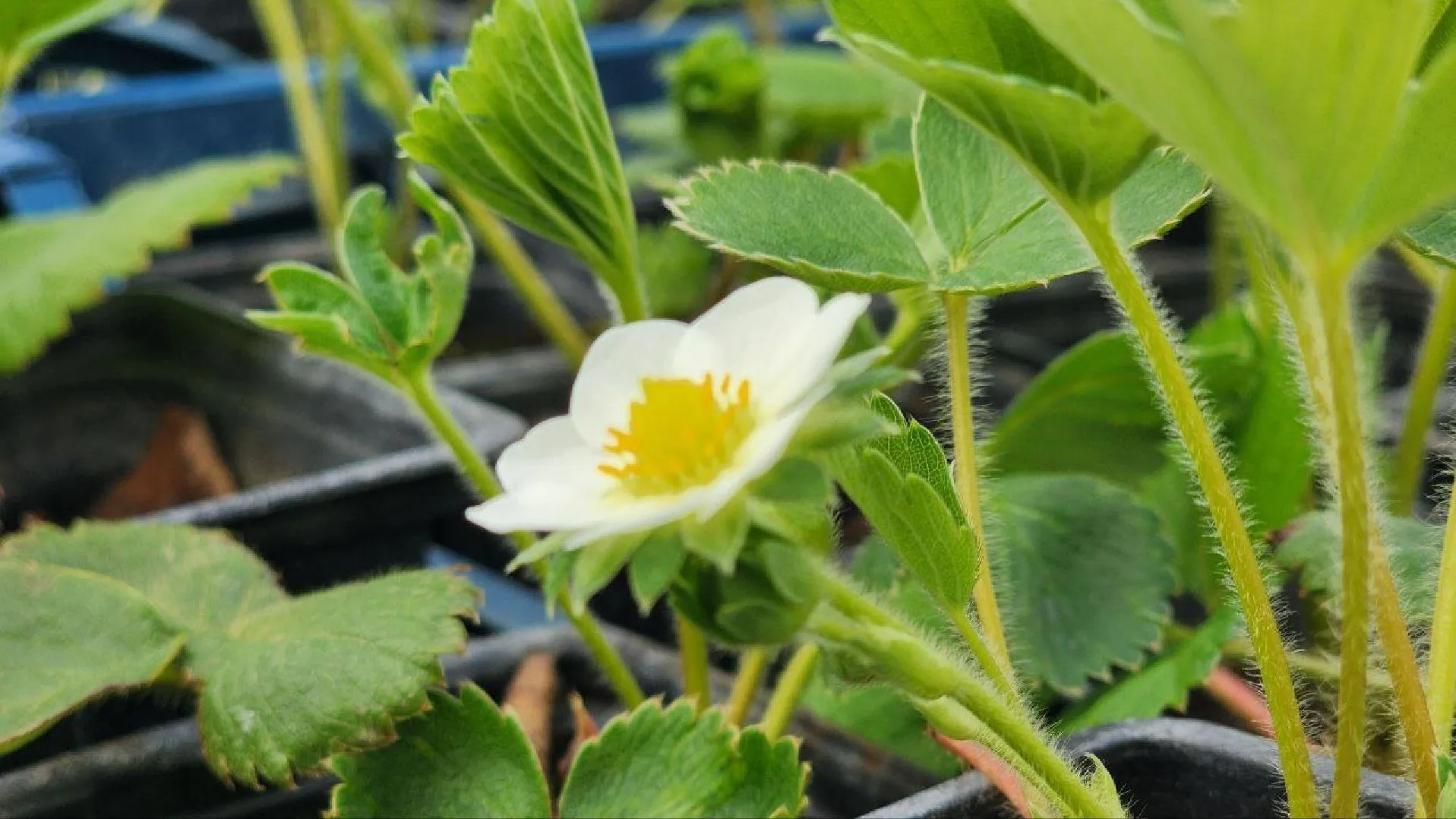 МедиаБанк Подмосковья/Анна Шолохова