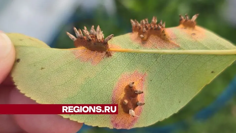 Фото предоставлено жительницей города