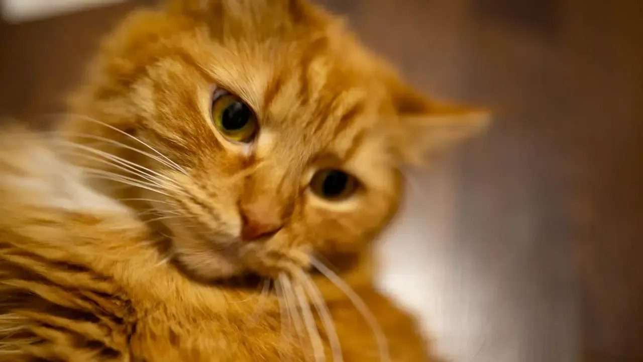 REGIONS/Владимир Ерастов