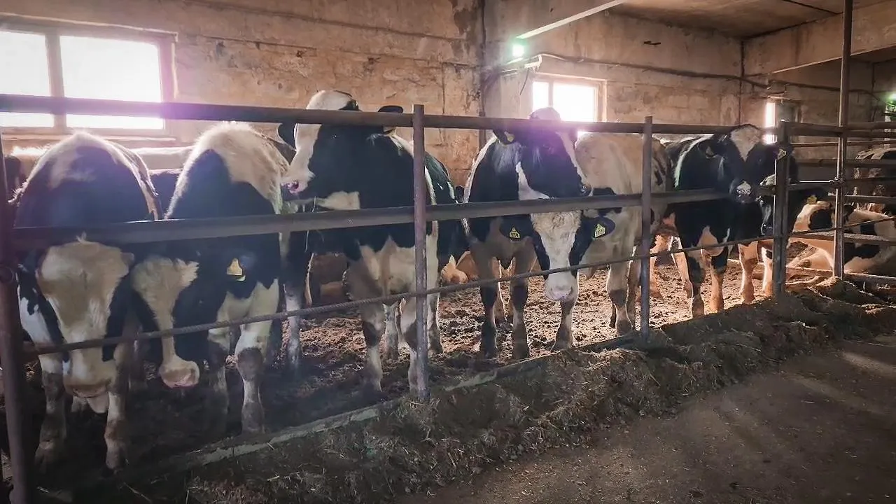 МедиаБанк Подмосковья/Ольга Антонова