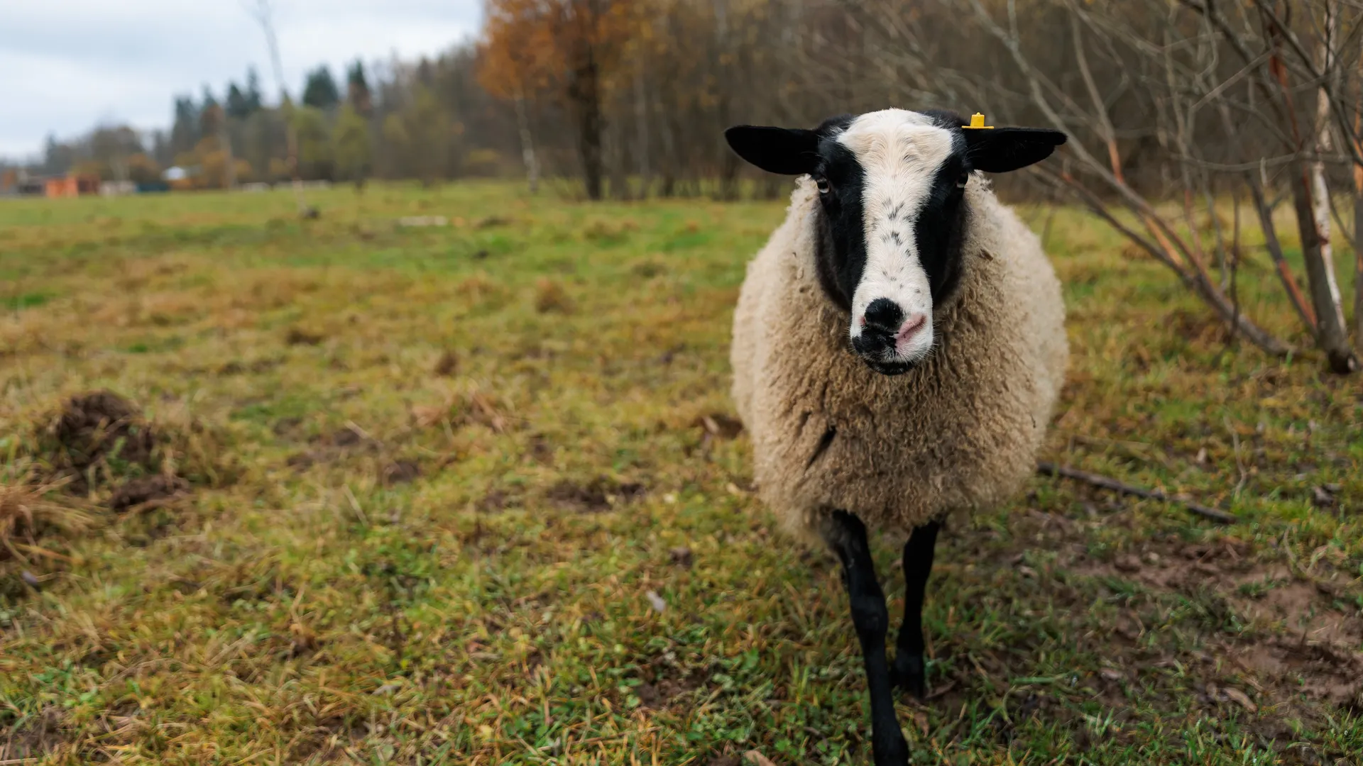 «Тигр оказался невиновен»: в Приморье кто-то убил десятки домашних овец