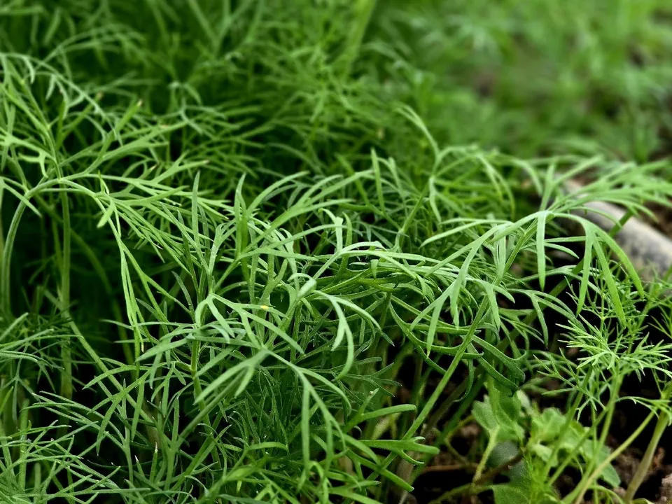 Фото: КФХ «Былинкино»