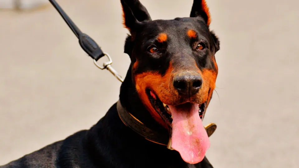 Фото: pxhere.com