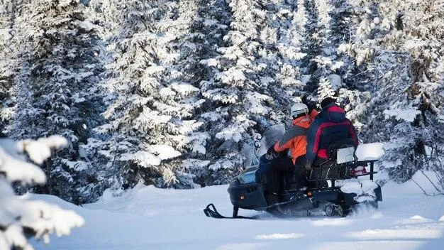 Двух лосей отстрелили в Щелково в запрещенные сроки охоты