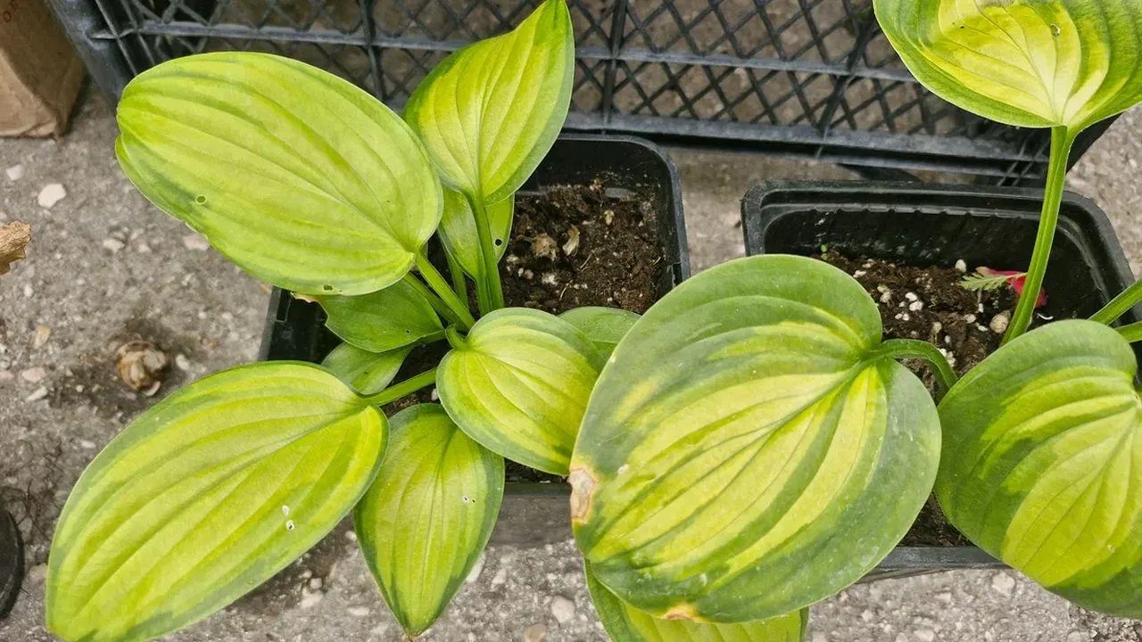 REGIONS/Наталья Надточая