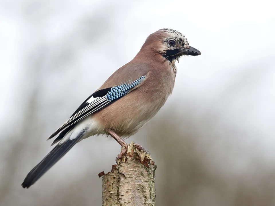 Фото: istockphoto.com/MikeLane45