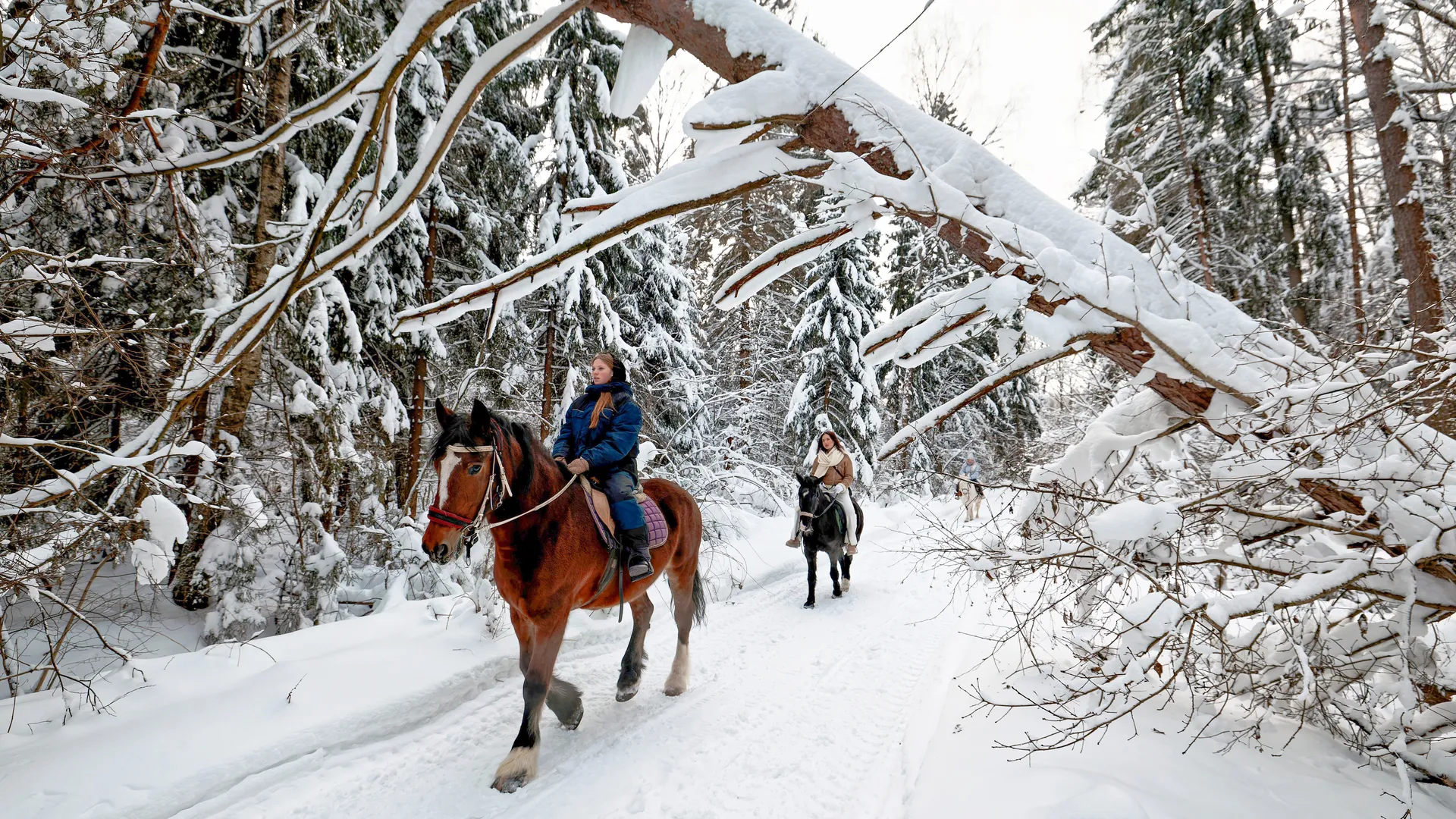 Конь против утильсбора: житель Ступина проехал по заснеженным улицам, пока водители откапывают машины