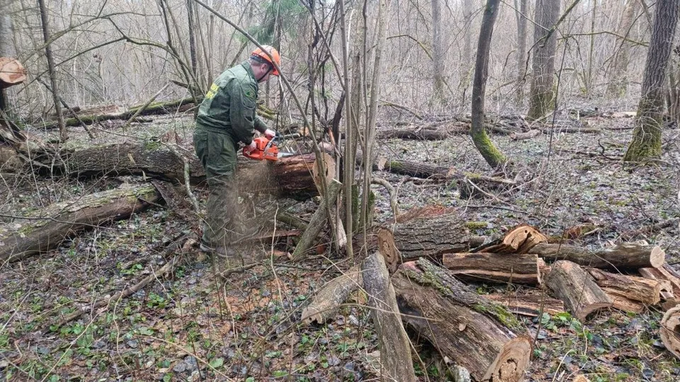 Фото: Комитет лесного хозяйства  Московской области