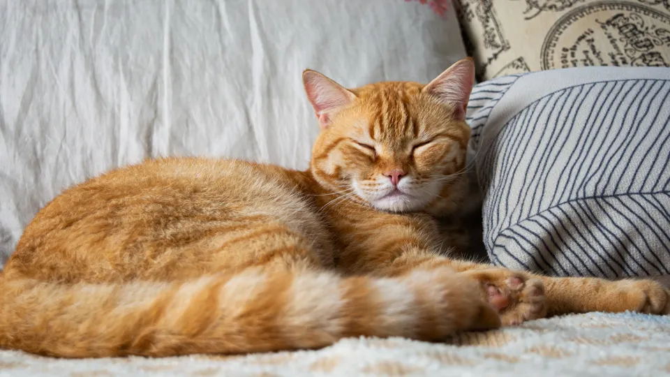 Фото: istockphoto.com/Wirestock