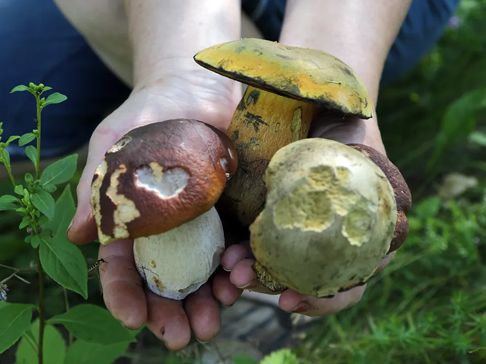 медиасток.рф