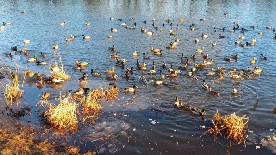 Фото: Комитет лесного хозяйства Московской области