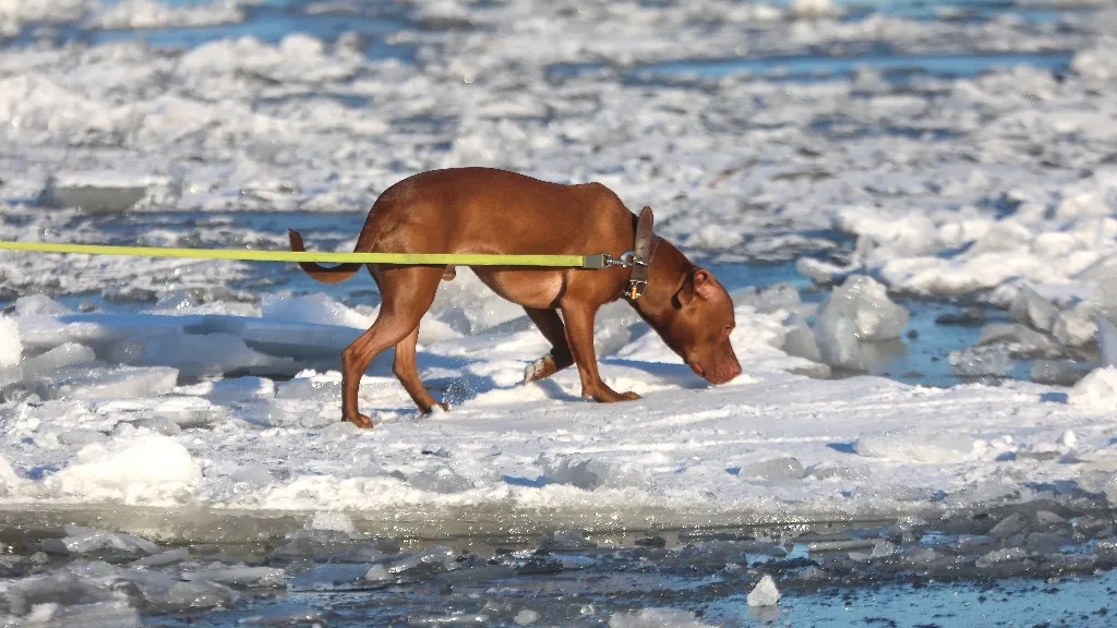 Роман Пименов/ТАСС
