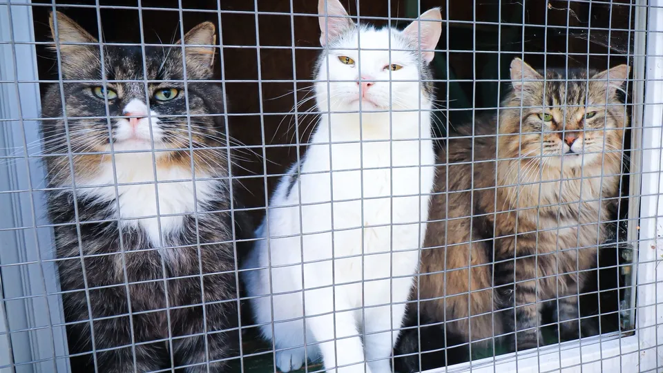 Фото: МедиаБанк Подмосковья/Данила Кирьянов