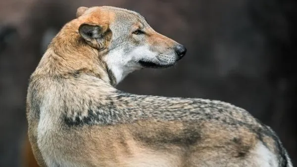 В Архангельской области проведут отстрел волков, которые стали нападать на людей