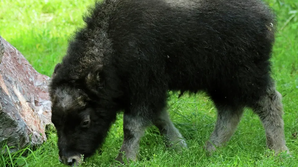 Фото: РИА Новости/Илья Наймушин