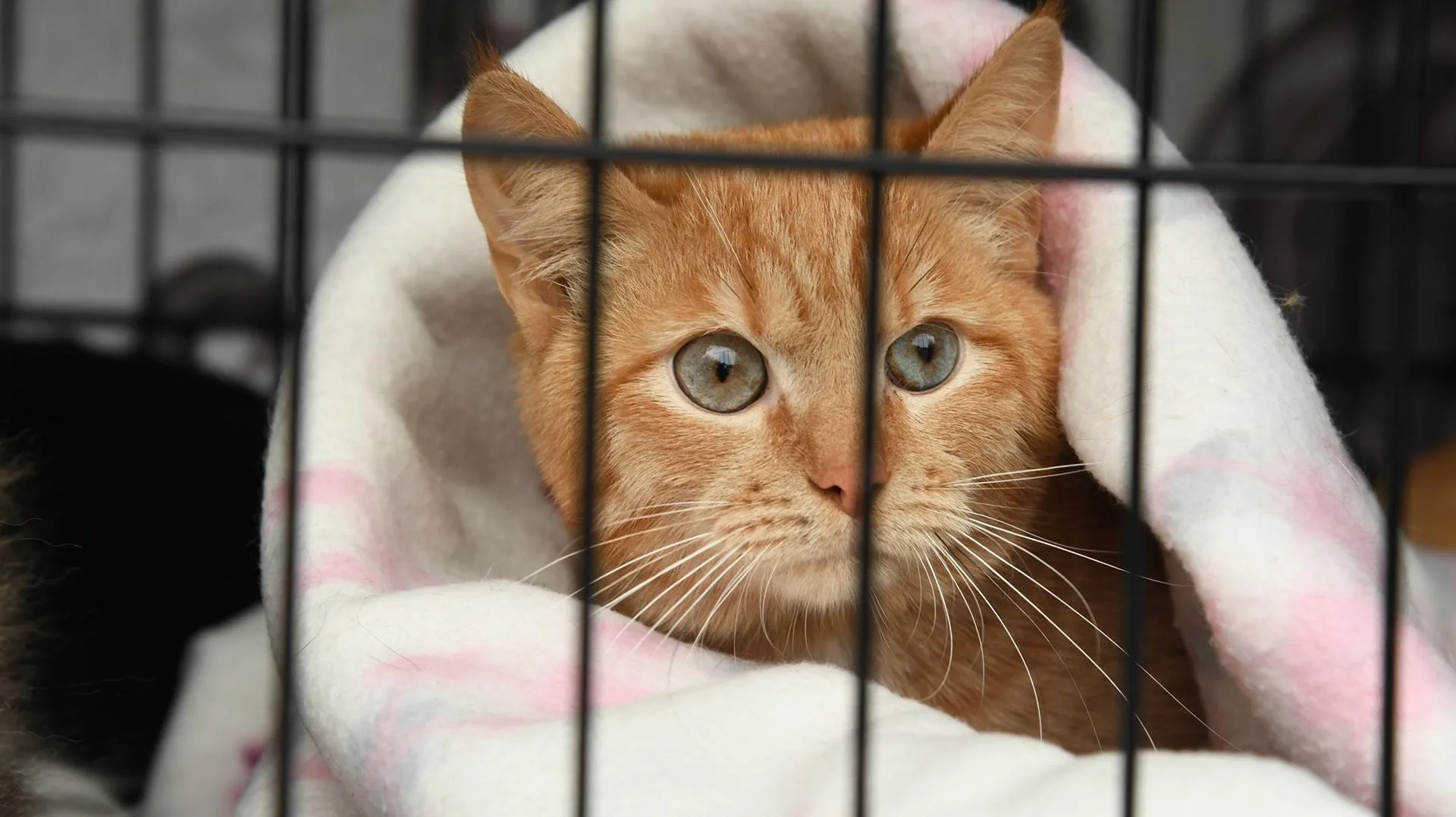 t.me/usadbakrivyakino