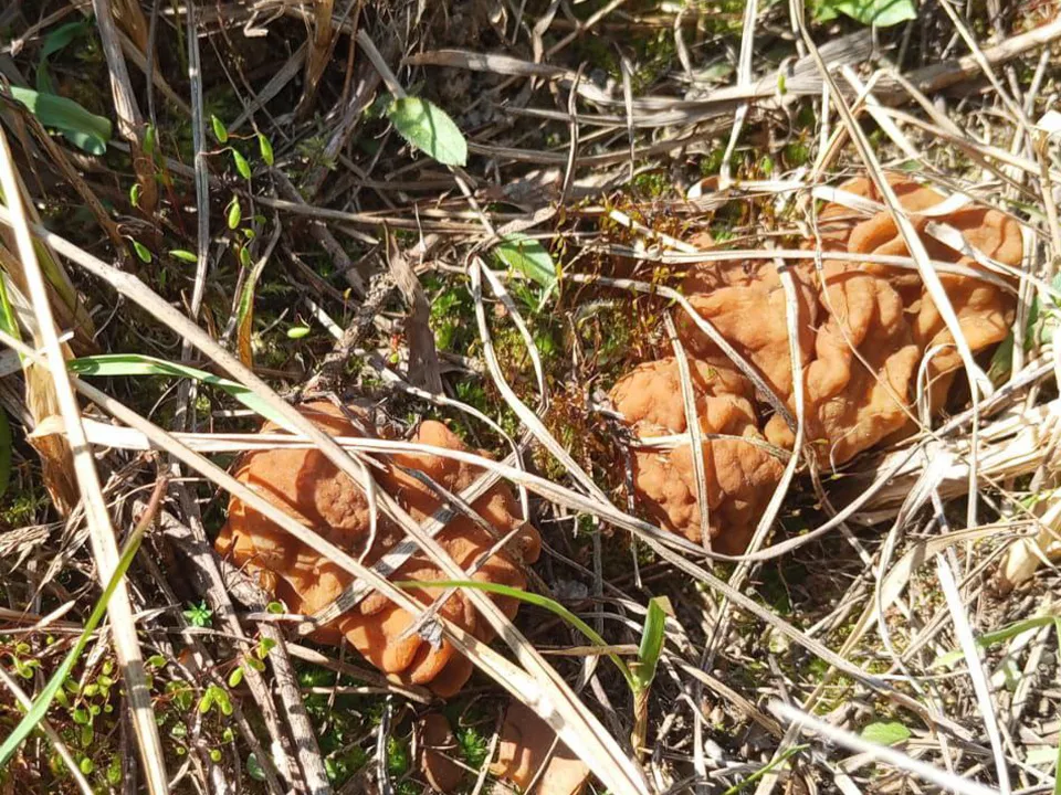 Фото: Шатурское лесничество&nbsp;&nbsp;