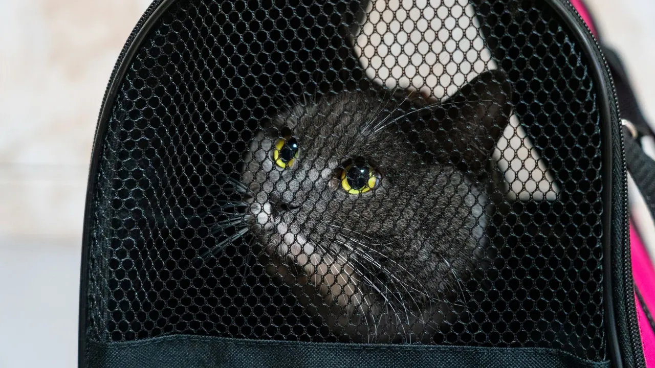 медиасток.рф