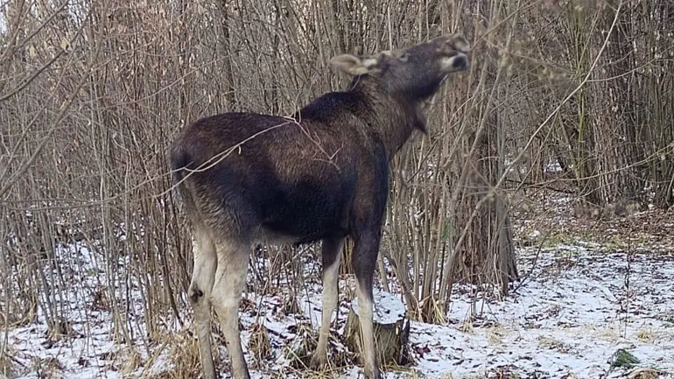 Фото: пресс-служба национального парка «Лосиный остров»