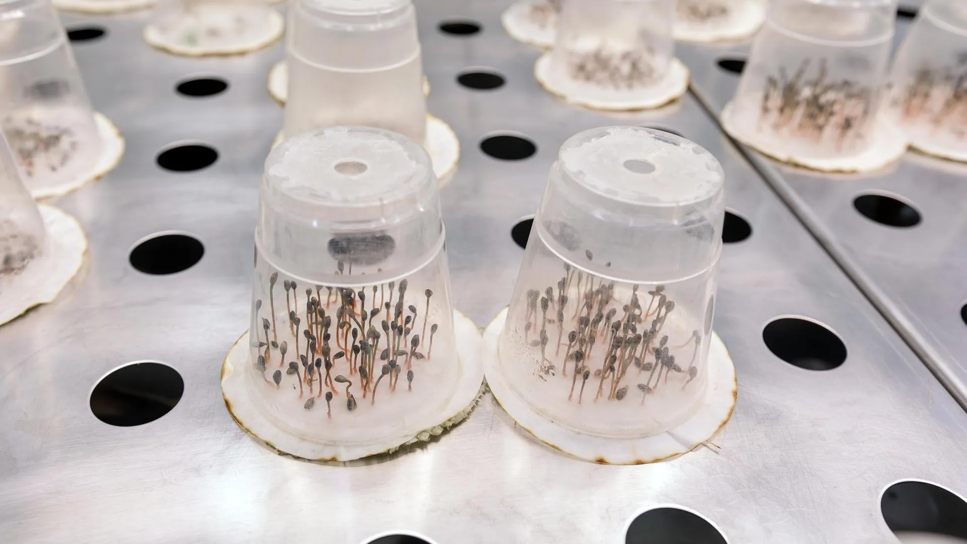 медиасток.рф