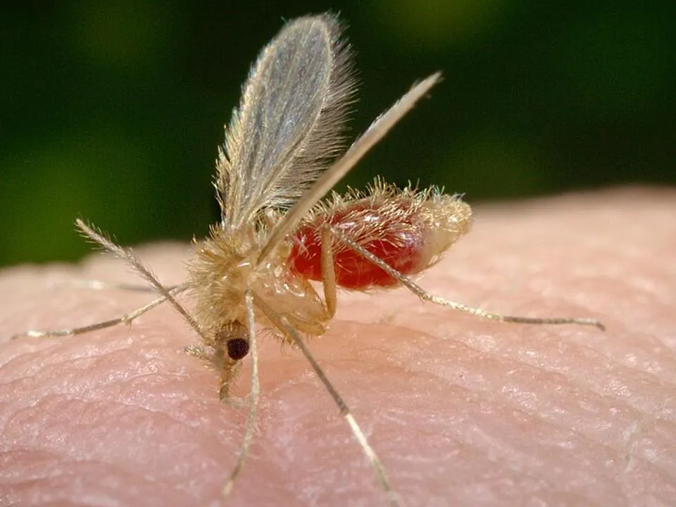 Песчаные москиты атакуют российских туристов, тело покрывают волдыри: куда сейчас опасно ехать отдыхать