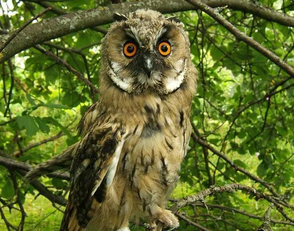 Фото: Журавлиная родина