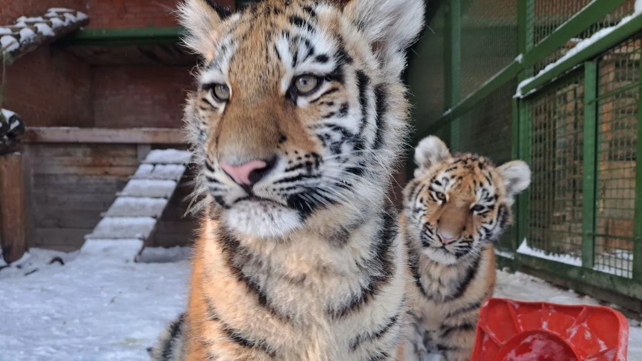 Центр воспроизводства редких видов животных