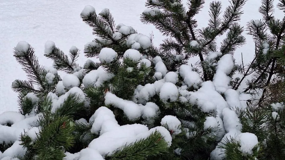 Автор: REGIONS/Катерина Антохина