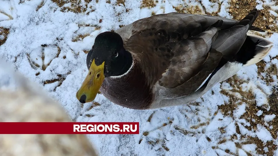 Фото: МедиаБанк Подмосковья/Арина Кузнецова