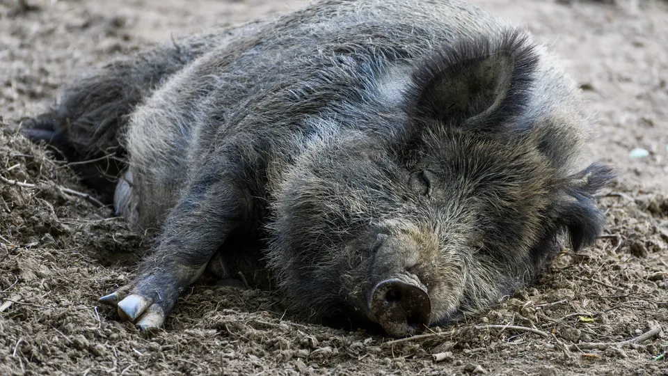 Фото: медиасток.рф