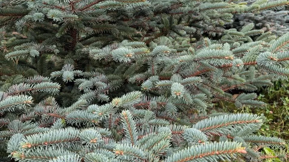 Фото: t.me/NovostiSergievPosad