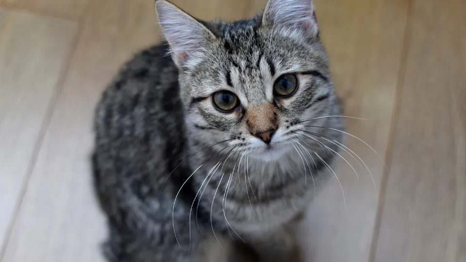 Фото: istockphoto.com/Oksana Lyskova