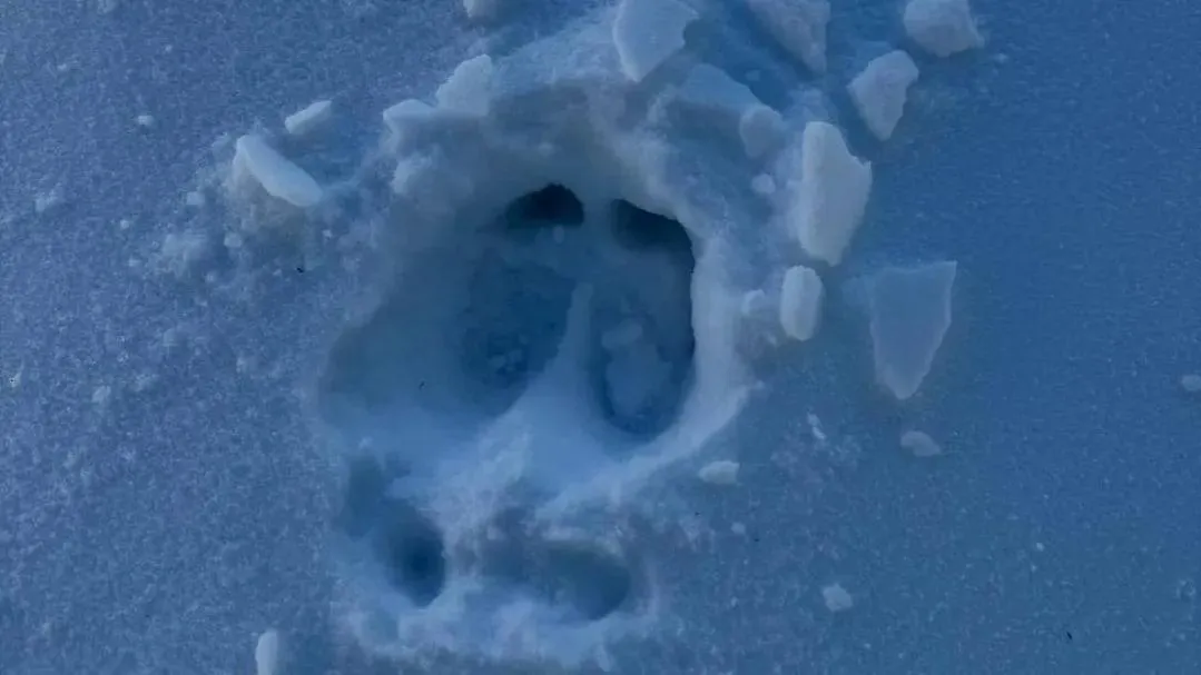 Обнуление дорог: раскрыто, куда загадочно исчезли следы зверей в «Лосином острове»