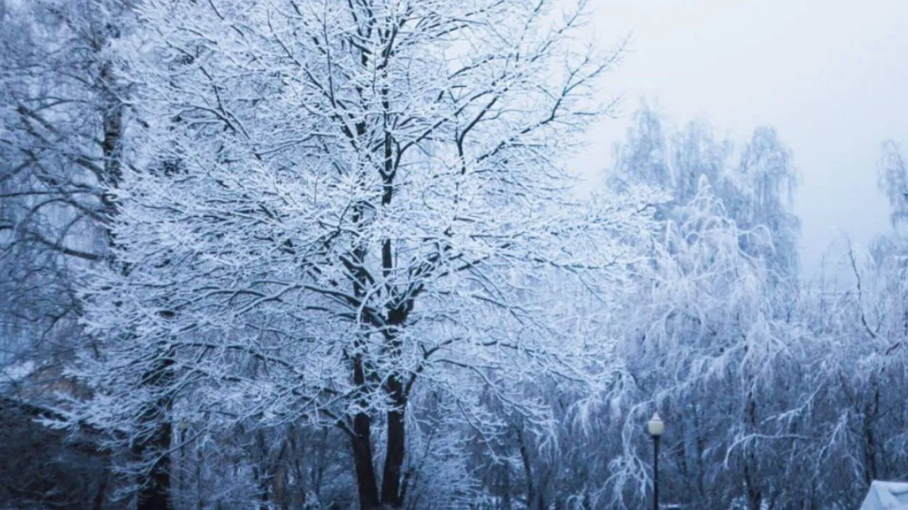 Фото: t.me/mosoblpark