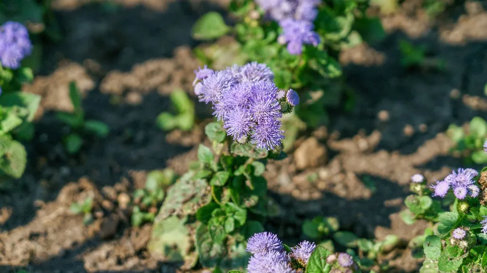Фото: пресс-служба администрации г.о. Дубна
