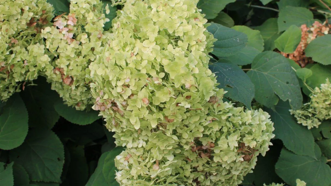 REGIONS/Илья Попов