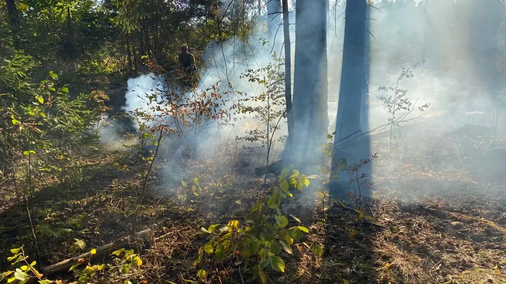 Комитет лесного хозяйства Московской области