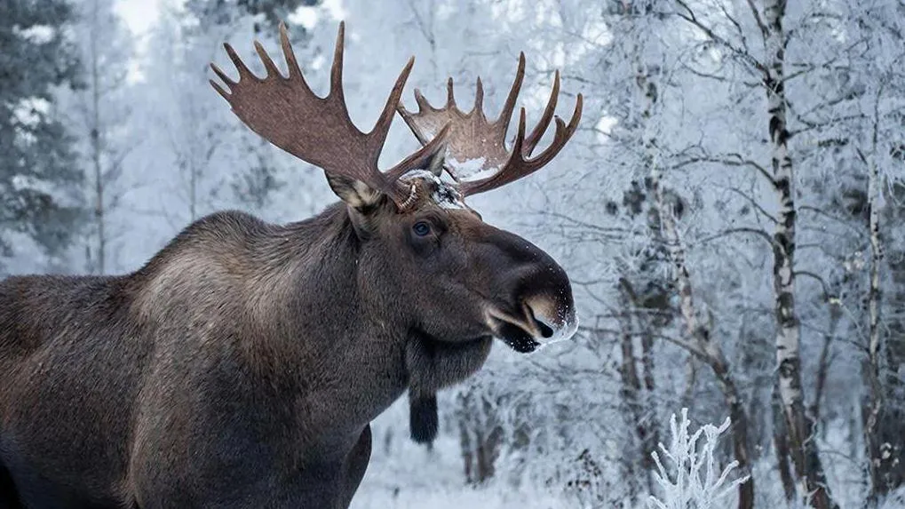 REGIONS/Сгенерировано нейросетью