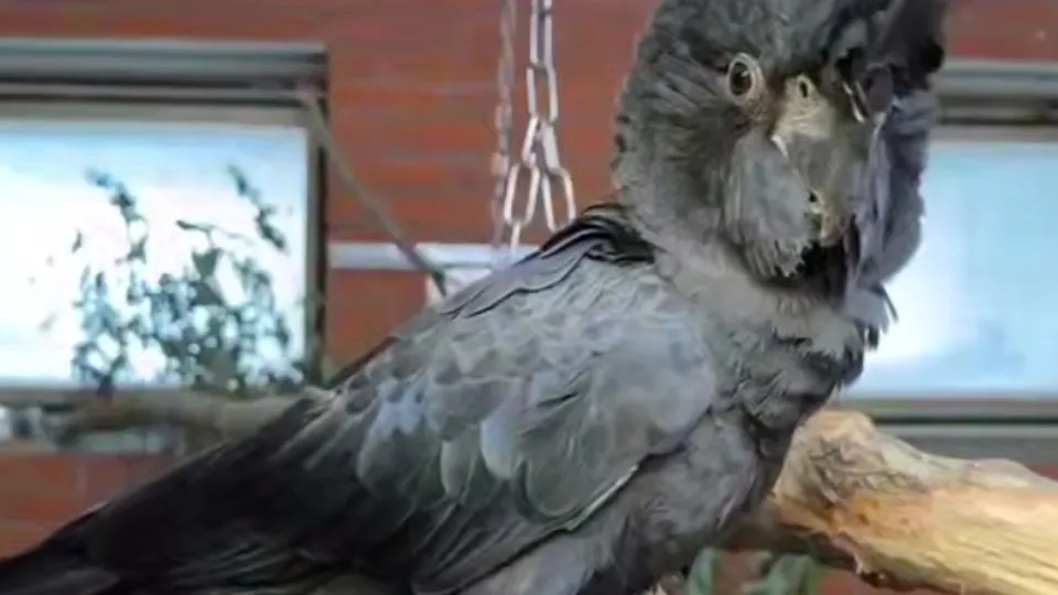 Фото: Центр воспроизводства редких видов животных