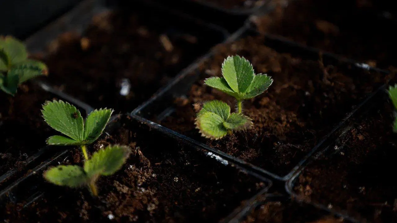 REGIONS/Наталья Надточая