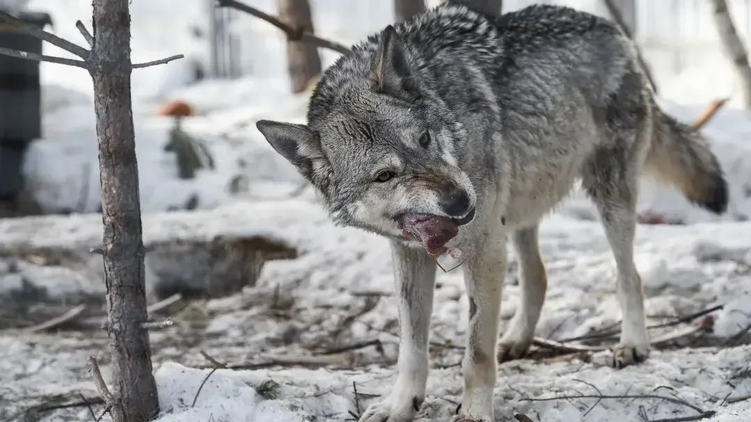 медиасток.рф
