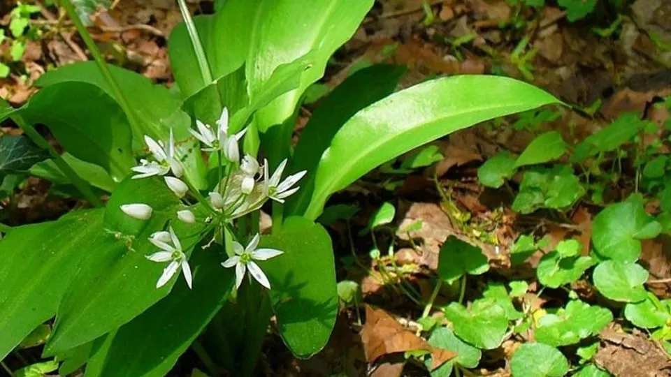 Фото: ПФ «Верховье»