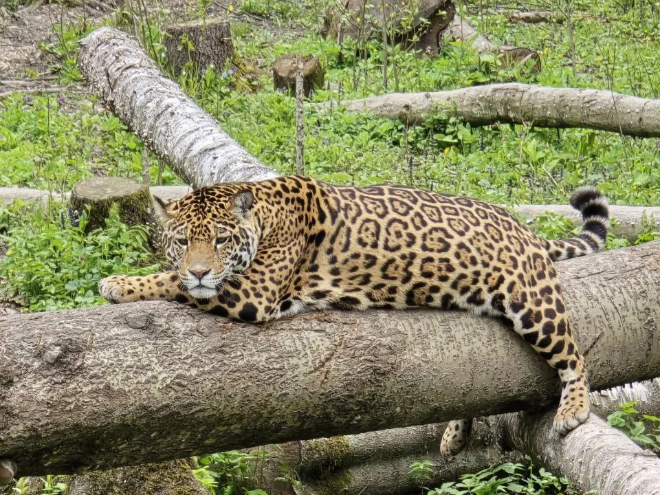 Фото: МедиаБанк Подмосковья/Яна Шаливская