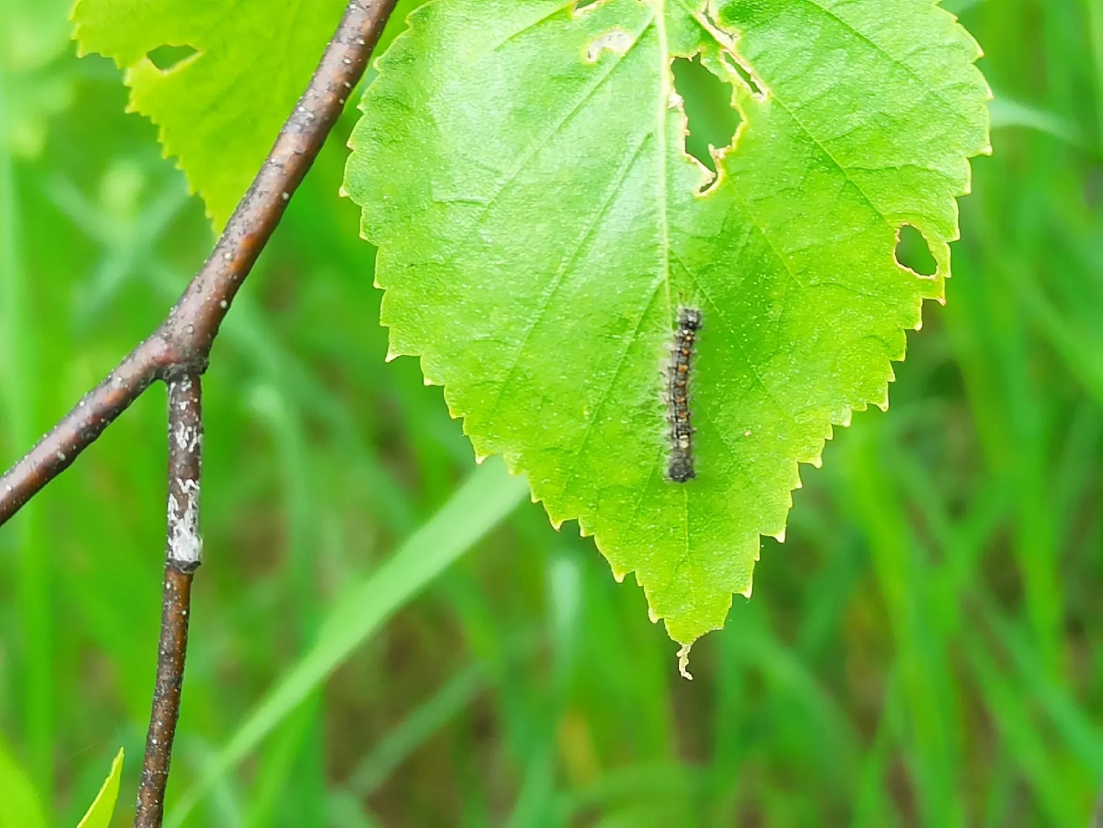 Фото: Оксана Лапшина&nbsp;